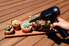 blow water from succlent