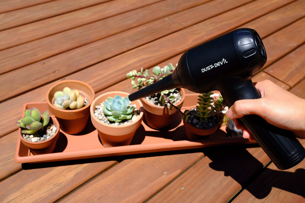 blow water from succlent